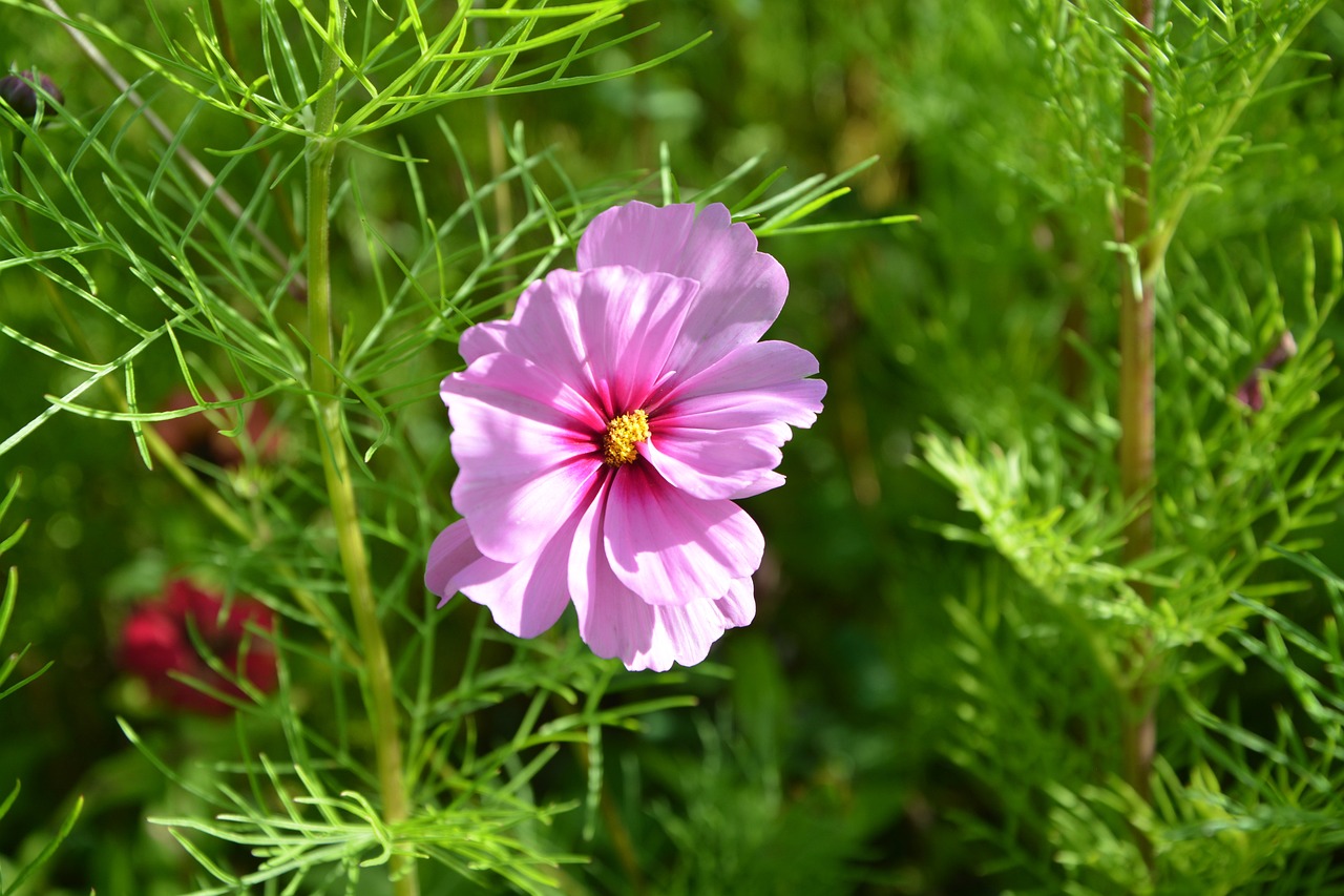 辛颖花卉与延安二手花卉转卖的绿色循环延安花卉市场  第1张